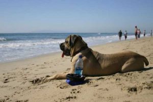 10 best dog friendly beaches