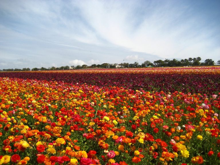 Visit The Flower Fields of Carlsbad, CA | Drive The Nation