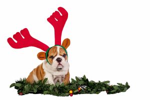 Christmas Bulldog Wearing Antlers