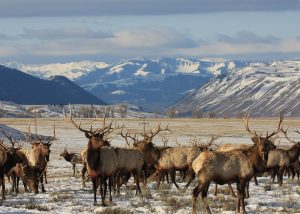 Herd of Elk