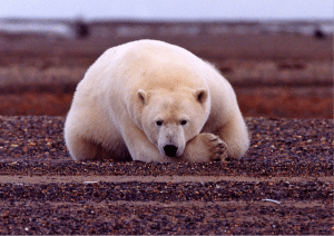 Polar Bear