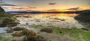 Bartlett Cove at Low Tide