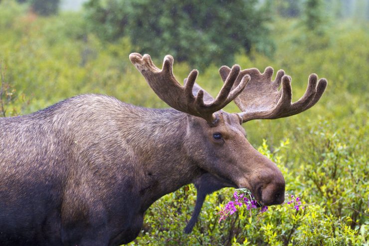 Mt. McKinley and the Beauty of Denali National Park | Drive The Nation