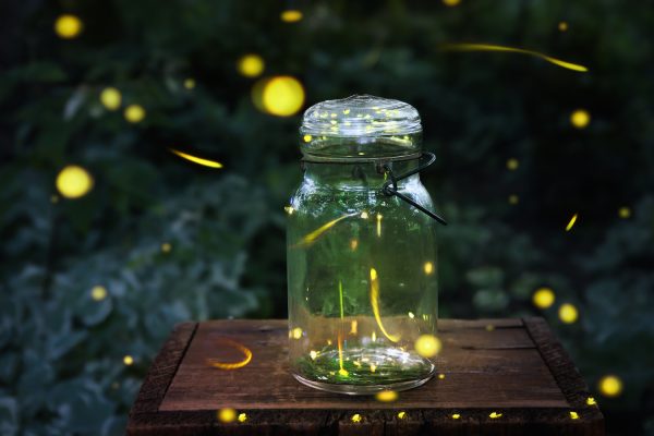 The Best States to See Fireflies | Drive The Nation