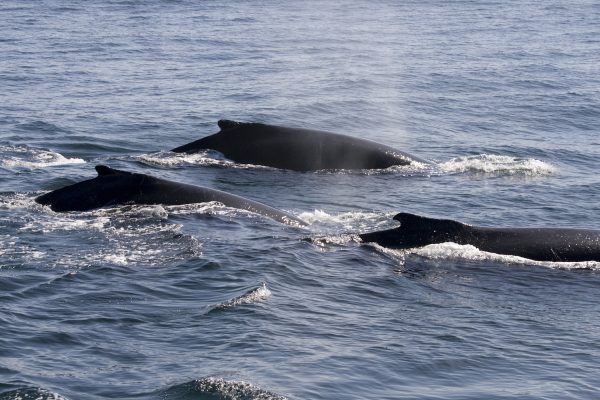 Best Beaches for Whale Watching | Drive The Nation