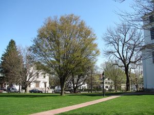 Bedford Common