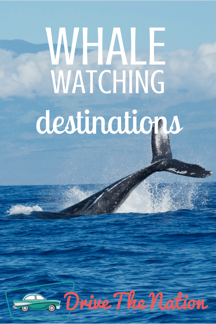 Top Destinations for Whale-Watching Tours | Drive The Nation