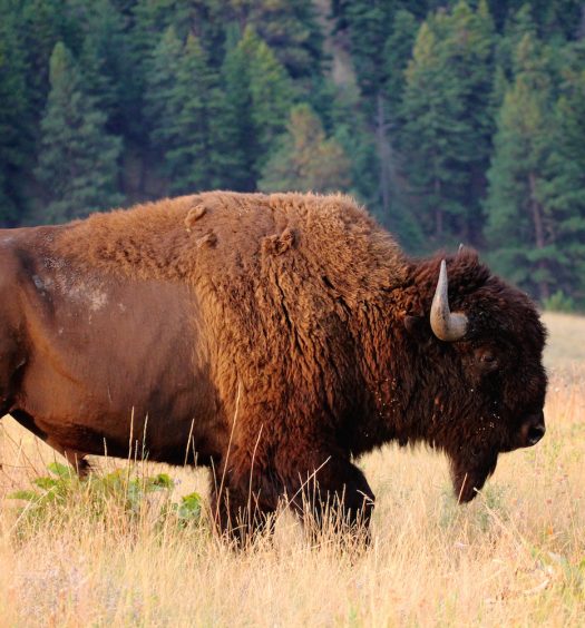 Take in the Remote Beauty at Glacier National Park | Drive The Nation