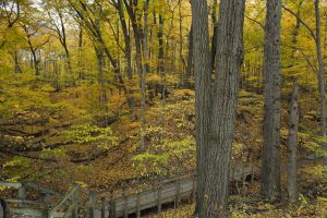 Indiana Dunes State Park