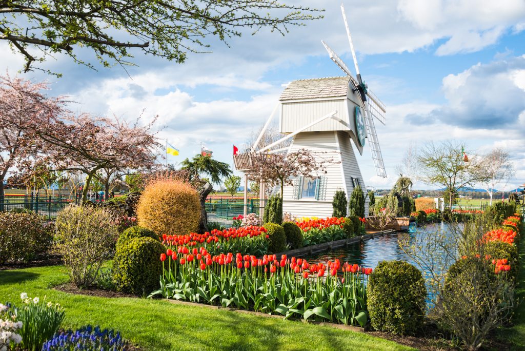 the-skagit-valley-tulip-festival-drive-the-nation