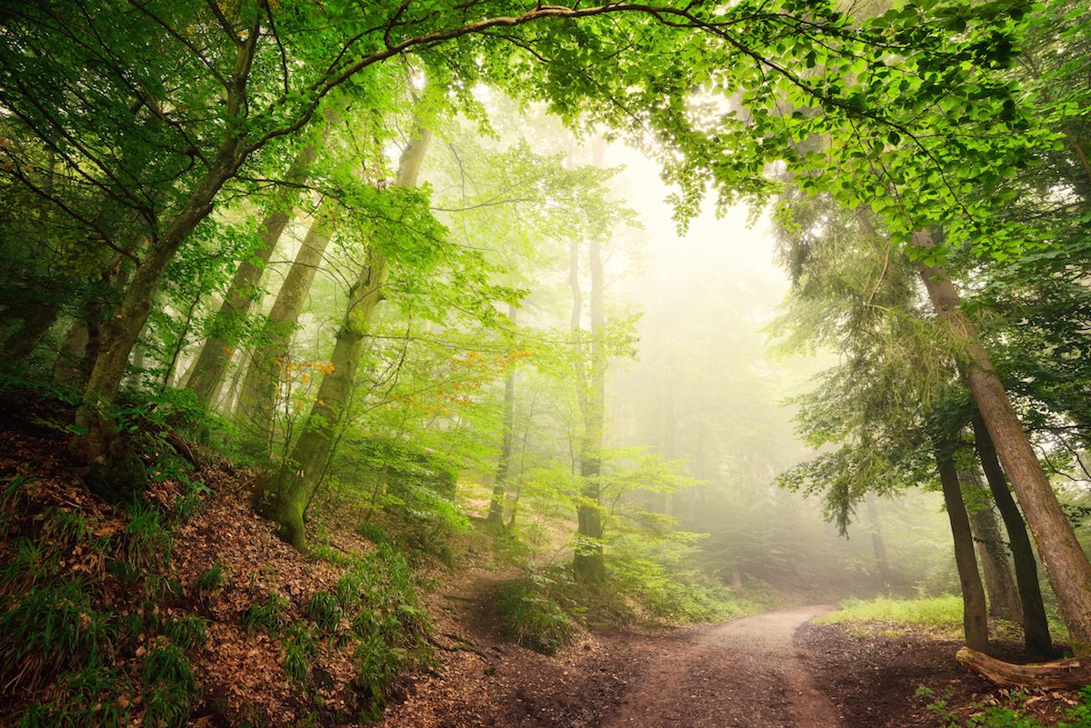 Natural Archway Of Trees | Drive The Nation