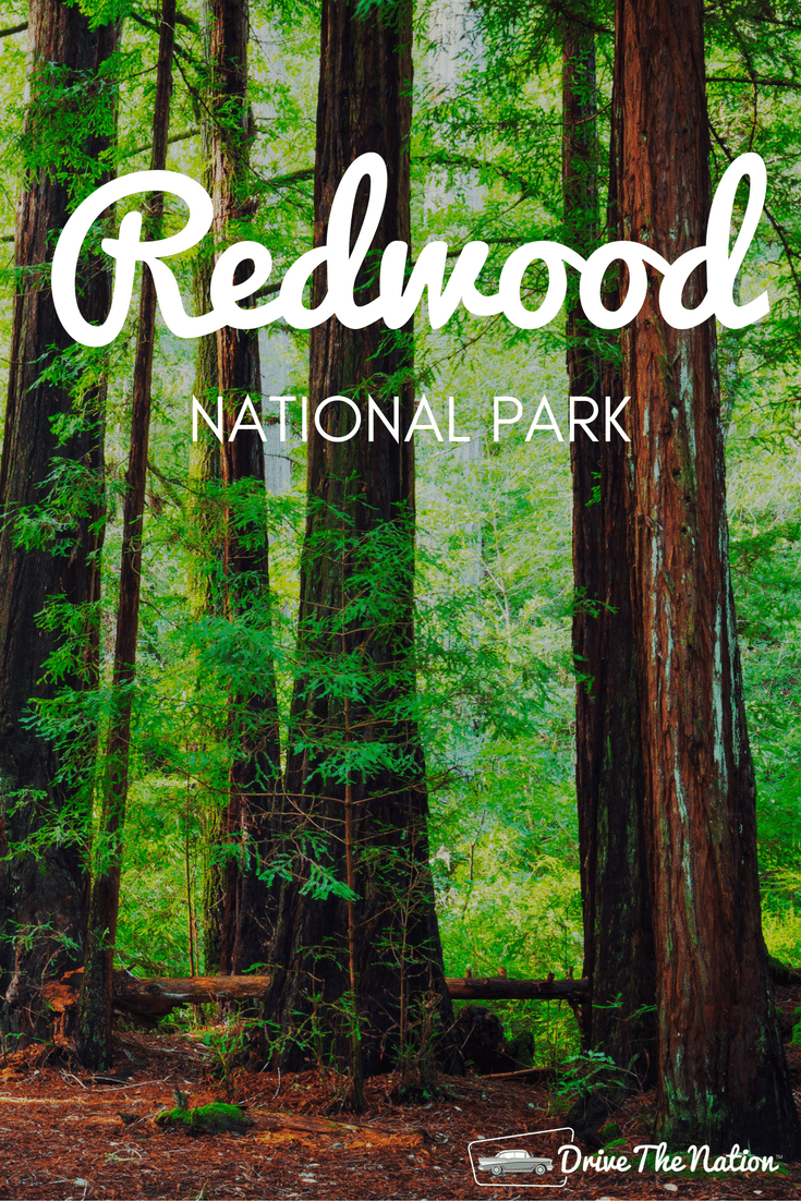 Redwood National Park | Drive The Nation