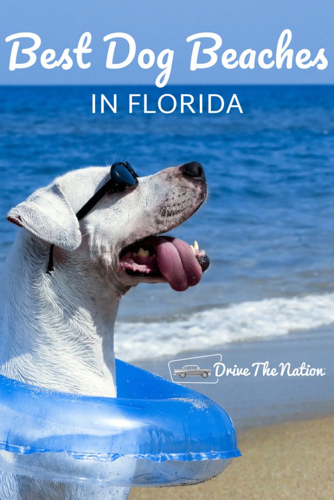 Best Dog Beaches In Florida 