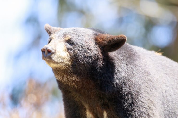 All About Oswald’s Bear Ranch In Newberry, Michigan 