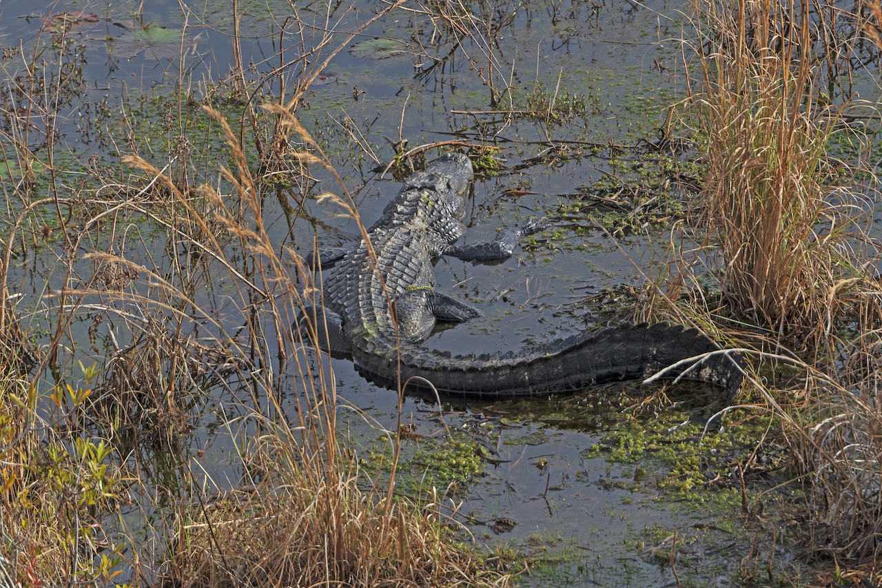 Okefenokee National Wildlife Refuge Drive The Nation   Bigstock Alligator Basking In Okefenoke 248125243 