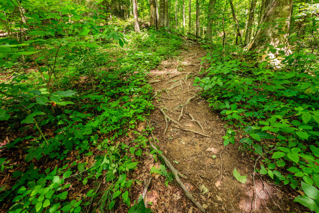 Daniel Boone National Forest Drive The Nation   Bigstock Sheltowee Trace Trail In Red R 81310136 1080x720 